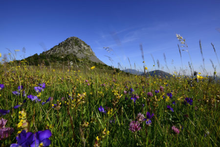 Mont Gerbier de Jonc